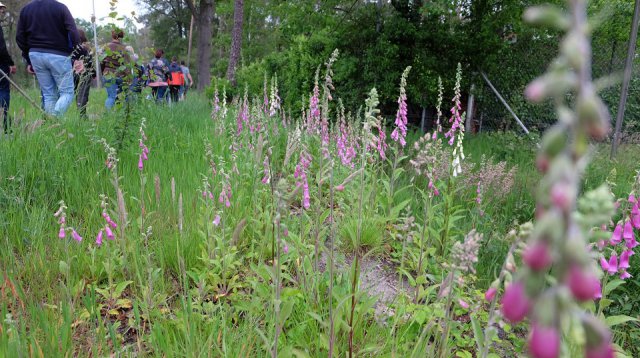 Dauwtrappen (donderdag 30 mei 2019)